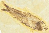 Plate With Two Fossil Fish (Knightia) - Wyoming #367492-2